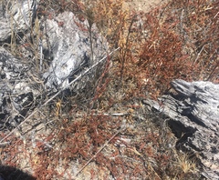 Lastarriaea coriacea