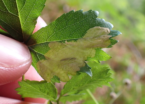 Blackberry Leafminer Moth photo 4