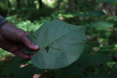 Tilia americana heterophylla