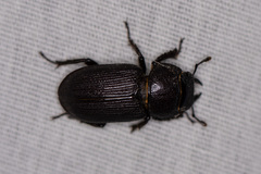 Dorcus parallelus