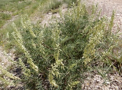 Astragalus racemosus
