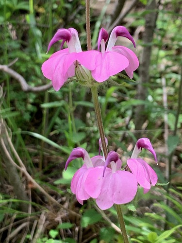 Pedicularis cristatella