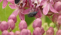 Odontocorynus umbellae