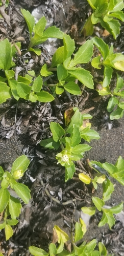 Acanthospermum australe observed 2024-05-05