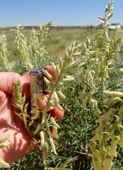 Astragalus racemosus