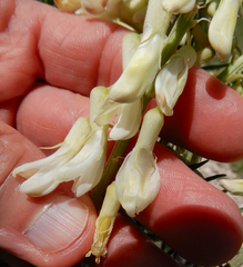 Astragalus racemosus