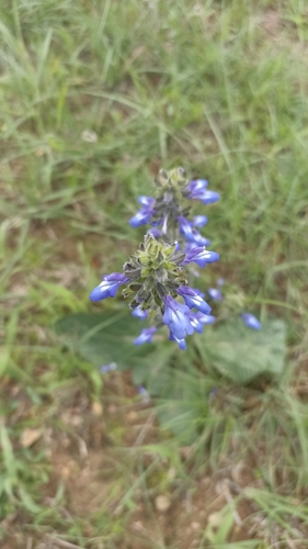Image of Salvia nana by (c) Favian Flores Medina, some rights reserved (CC BY)