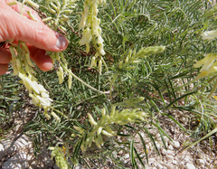 Astragalus racemosus