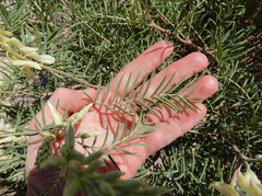 Astragalus racemosus