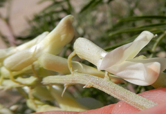 Astragalus racemosus