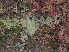 Atriplex maximowicziana