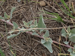 Atriplex maximowicziana