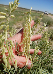 Astragalus racemosus