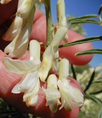 Astragalus racemosus