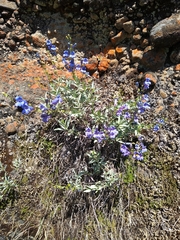 Penstemon heterophyllus purdyi