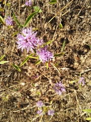 Monardella breweri lanceolata