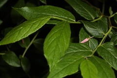 Vaccinium erythrocarpum