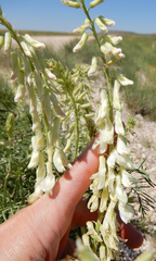 Astragalus racemosus