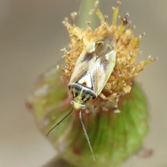 Lygus atriflavus