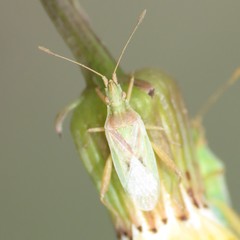 Harmostes reflexulus