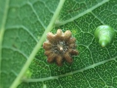 Celticecis capsularis