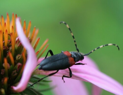 Red-shouldered Pine Borer photo 6