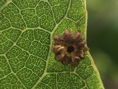 Celticecis capsularis