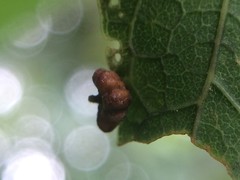 Celticecis capsularis