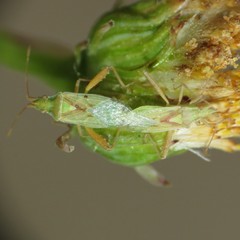 Harmostes reflexulus