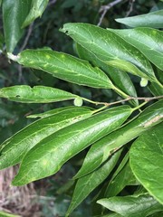 Celticecis pubescens