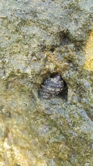 Plicopurpura patula image