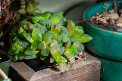 Haworthia