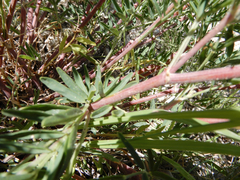 Astragalus racemosus