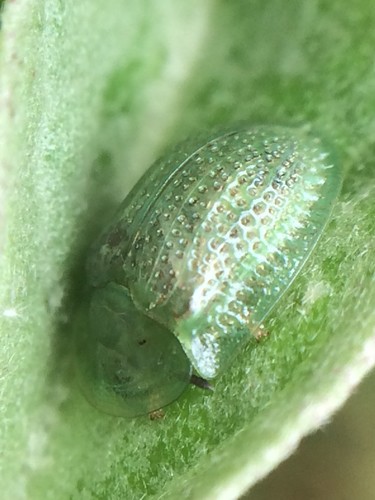 Eggplant Tortoise Beetle