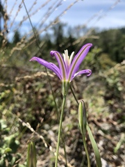 Brodiaea leptandra