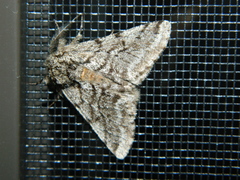 Lycia ursaria