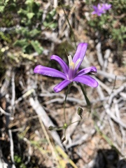 Brodiaea leptandra