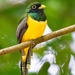 Northern Black-throated Trogon - Photo (c) cello caruso-turiello, some rights reserved (CC BY), uploaded by cello caruso-turiello