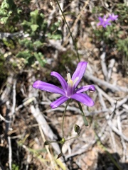 Brodiaea leptandra