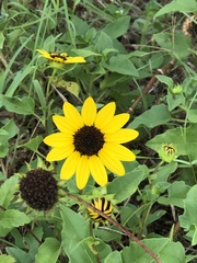 Helianthus debilis image