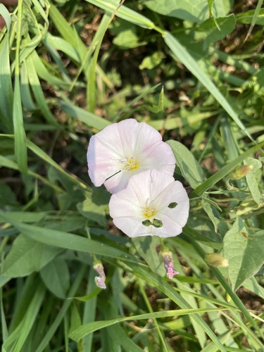 field bindweed