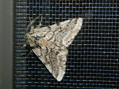 Lycia ursaria