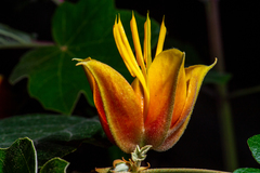 ×chiranthofremontia lenzii