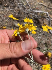 Eriophyllum lanatum achilleoides
