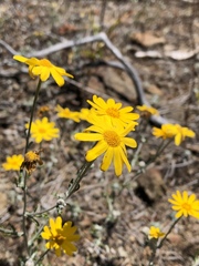 Eriophyllum lanatum achilleoides
