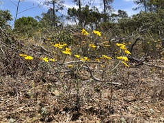 Eriophyllum lanatum achilleoides