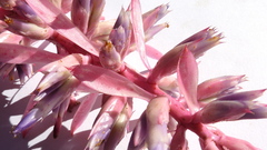 Aechmea marauensis