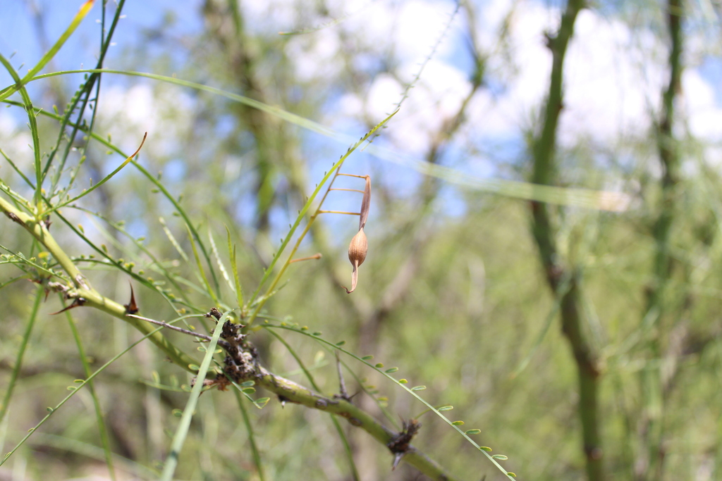 Mexican palo verde from Saucillo, Chih., México on July 1, 2024 at 06: ...