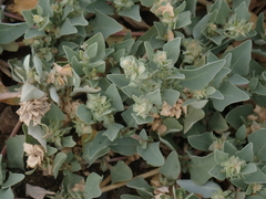 Atriplex maximowicziana
