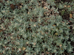 Atriplex maximowicziana